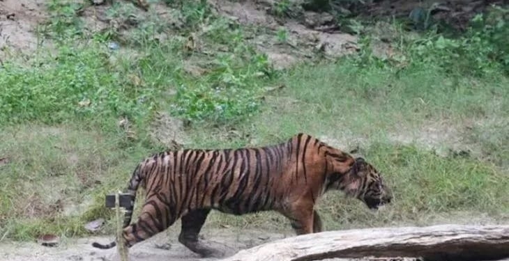 Dokumentasi - Harimau sumatra diberi nama Lhokbe saat dilepasliarkan di Taman Nasional Gunung Leuser, Aceh. (ANTARA/HO-BKSDA Aceh)