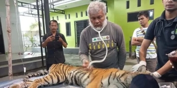 Tim Medis BKSDA Aceh menangani luka harimau masuk perangkap di Kabupaten Aceh Selatan, Minggu (5/2/2023). ANTARA/Risky Hardian Saputra