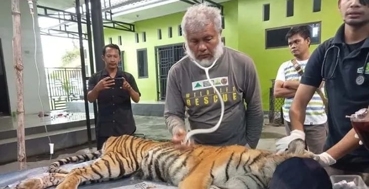 Tim Medis BKSDA Aceh menangani luka harimau masuk perangkap di Kabupaten Aceh Selatan, Minggu (5/2/2023). ANTARA/Risky Hardian Saputra