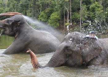 Mahout atau pawang gajah memandikan gajah jinak sumatera yang ditempatkan di Conservation Response Unit (CRU) Sampoiniet, Aceh Jaya, Aceh, Minggu (22/1/2023). ANTARA FOTO/Syifa Yulinnas/rwa. (ANTARA FOTO/SYIFA YULINNAS)