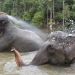 Mahout atau pawang gajah memandikan gajah jinak sumatera yang ditempatkan di Conservation Response Unit (CRU) Sampoiniet, Aceh Jaya, Aceh, Minggu (22/1/2023). ANTARA FOTO/Syifa Yulinnas/rwa. (ANTARA FOTO/SYIFA YULINNAS)