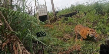 Harimau sumatra dilepasliarkan di kawasan hutan Kabupaten Gayo Lues, Aceh, Selasa (18/10/2022). ANTARA/HO/BKSDA