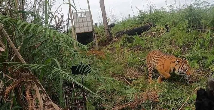 Harimau sumatra dilepasliarkan di kawasan hutan Kabupaten Gayo Lues, Aceh, Selasa (18/10/2022). ANTARA/HO/BKSDA