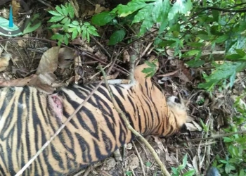 Bangkai harimau mati di Aceh Timur. ANTARA/HO