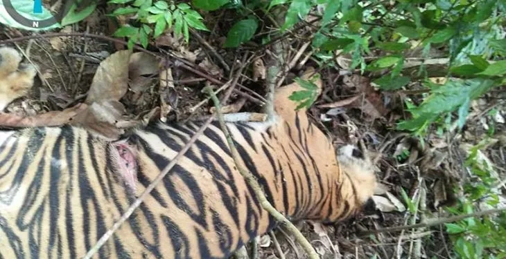 Bangkai harimau mati di Aceh Timur. ANTARA/HO
