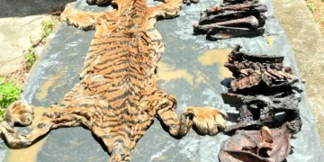 Barang bukti kulit harimau dan bagian tubuhnya yang diamankan dalam operasi peredaran tumbuhan dan satwa liar di Kabupaten Bener Meriah, Aceh. ANTARA/HO/Balai Pengamanan dan Gakkum Wilayah Sumatera