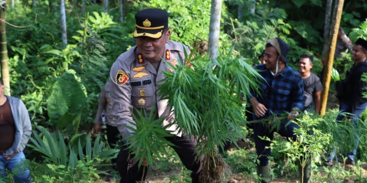 Polres Aceh Utara memusnahkan belasan ribu tanaman ganja di Gampong Teupin Reusep, Kecamatan Sawang, Aceh Utara, Kamis (30/3/2023). (Foto: Alibi/Dok. Polisi)