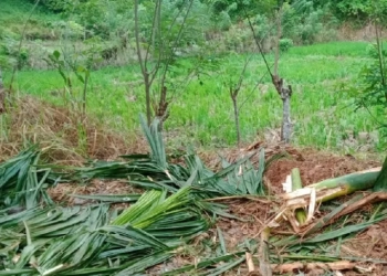Tanaman pinang warga Desa Gunong Buloh Kecamatan Panga Kabupaten Aceh Jaya hancur akibat diinjak gajah liar, di Aceh Jaya, Senin (06/3/2023) (ANTARA/HO)