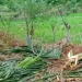 Tanaman pinang warga Desa Gunong Buloh Kecamatan Panga Kabupaten Aceh Jaya hancur akibat diinjak gajah liar, di Aceh Jaya, Senin (06/3/2023) (ANTARA/HO)