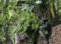 Petugas BNN mencabut tanaman ganja untuk dimusnahkan di pegunungan, Kabupaten Aceh Besar. (Foto: Antara/Ho/Humas BNN Aceh)