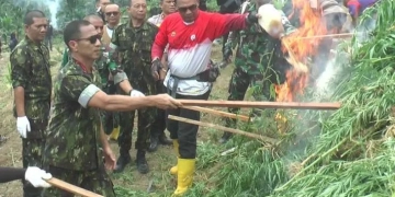 Tim gabungan BNN memusnahkan ladang ganja di Kecamatan Sawang, Kabupaten Aceh Utara, Rabu (8/3/2023). ANTARA/HO/Dok BNN RI