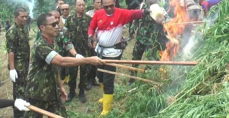 Tim gabungan BNN memusnahkan ladang ganja di Kecamatan Sawang, Kabupaten Aceh Utara, Rabu (8/3/2023). ANTARA/HO/Dok BNN RI