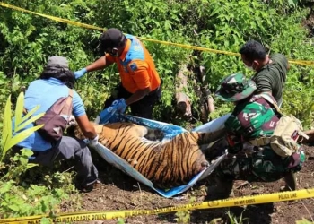 Tim BKSDA dibantu TNI, Polri, serta masyarakat mengevakuasi bangkai harimau yang ditemukan mati di Kabupaten Aceh Selatan. (Foto: Antara/HO/Dok BKSDA Aceh)