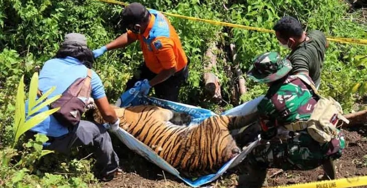Tim BKSDA dibantu TNI, Polri, serta masyarakat mengevakuasi bangkai harimau yang ditemukan mati di Kabupaten Aceh Selatan. ANTARA/HO/Dok BKSDA Aceh