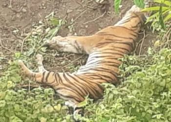 Satu individu harimau sumatra mati di kebun warga di Meukek, Kabupaten Aceh Selatan, Sabtu (11/3/2023). ANTARA/HO