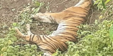 Satu individu harimau sumatra mati di kebun warga di Meukek, Kabupaten Aceh Selatan, Sabtu (11/3/2023). ANTARA/HO