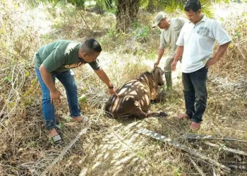 Warga menunjukkan luka di tubuh sapi usai diterkam harimau di Panton Rayeuk T, Kecamatan Banda Alam, Kabupaten Aceh Timur, Minggu (26/3/2023). (Foto: Antara/Ho)