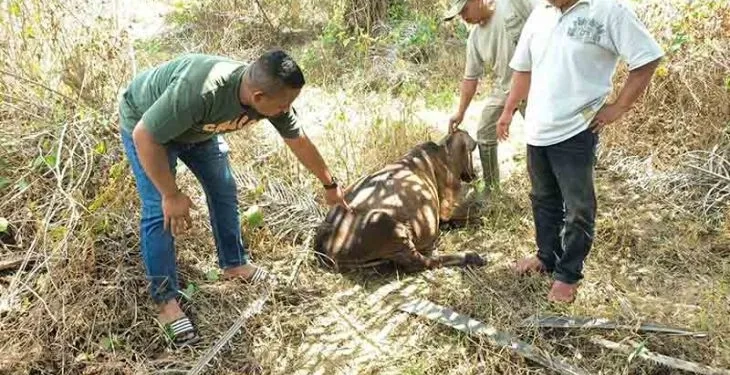 Warga menunjukkan luka di tubuh sapi usai diterkam harimau di Panton Rayeuk T, Kecamatan Banda Alam, Kabupaten Aceh Timur, Minggu (26/3/2023). (Foto: Antara/Ho)