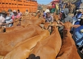 Ilustrasi. Sapi di pasar ternak. (Foto: Matamadura.news/Istimewa)