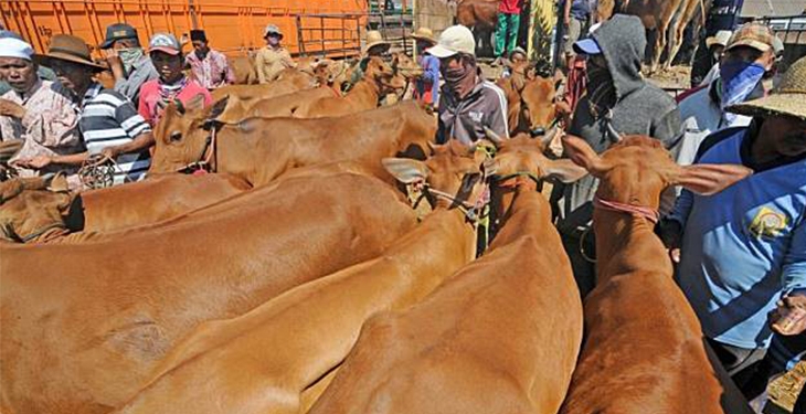 Ilustrasi. Sapi di pasar ternak. (Foto: Matamadura.news/Istimewa)