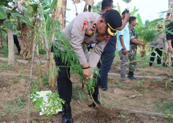 Tim Satuan Reserse Narkoba Polres Aceh Timur cabut ratusan batang tanaman ganja di kebun warga Desa Seunebok Peunteut, Kecamatan Peudawa. (Foto: Alibi/Dok. Polres Aceh Timur)