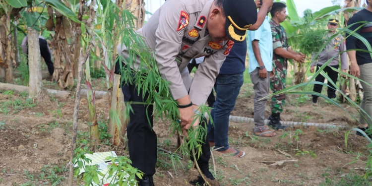 Tim Satuan Reserse Narkoba Polres Aceh Timur cabut ratusan batang tanaman ganja di kebun warga Desa Seunebok Peunteut, Kecamatan Peudawa. (Foto: Alibi/Dok. Polres Aceh Timur)