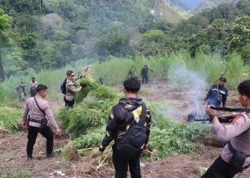 Tim gabungan TNI-Polri memusnahkan 40 hektare ladang ganja yang tersebar pada 11 lokasi di Kabupaten Nagan Raya, Aceh, Senin (10/4/2023). (Foto: Alibi/Dok. Polda Aceh)