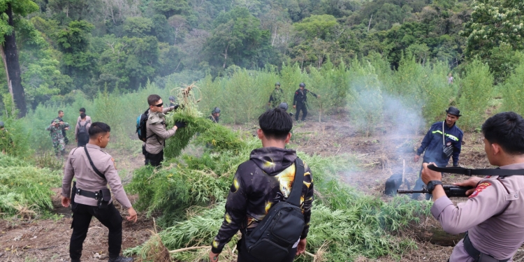 Tim gabungan TNI-Polri memusnahkan 40 hektare ladang ganja yang tersebar pada 11 lokasi di Kabupaten Nagan Raya, Aceh, Senin (10/4/2023). (Foto: Alibi/Dok. Polda Aceh)