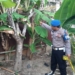 MH, pemuda di Kecamatan Syamtalira Aron, Aceh Utara ditemukan tergantung di pohon belimbing. (Foto: Alibi/Dok. Polres Aceh Utara)