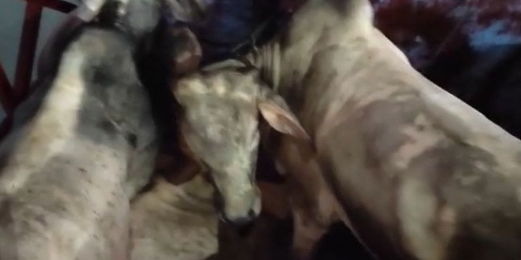 Hewan ternak yang ditahan oleh Balai Karantina Pertanian Lampung karena tidak memenuhi persyaratan yang telah ditentukan. Bandarlampung, Senin (15/5/2023). (Foto: Antara/HO-Karantina Pertanian)