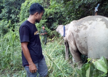 BKSDA Aceh tangani gajah sumatra yang terkena jerat di Aceh Jaya. (Foto: Dok. Warga)