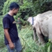 BKSDA Aceh tangani gajah sumatra yang terkena jerat di Aceh Jaya. (Foto: Dok. Warga)