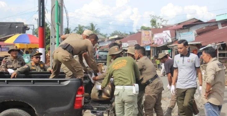 Tim Satpol PP dan WH Aceh Jaya menangkap sejumlah hewan ternak warga yang berkeliaran di jalan Banda Aceh Meulaboh, Selasa (16/5/2023). (Foto: Antara/HO)
