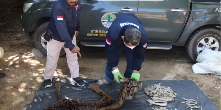 Petugas Balai Penegakan Hukum Kementerian Lingkungan Hidup dan Kehutanan memperlihatkan barang bukti jual-beli kulit dan tulang harimau di Jambi. (Foto: Antara/HO-Kementerian LHK)