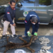 Petugas Balai Penegakan Hukum Kementerian Lingkungan Hidup dan Kehutanan memperlihatkan barang bukti jual-beli kulit dan tulang harimau di Jambi. (Foto: Antara/HO-Kementerian LHK)