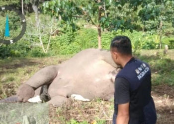 Gajah betina ditemukan mati di kawasan Karang Ampar, Kecamatan Ketol, Kabupaten Aceh Tengah, Jumat (9/6/2023). (Foto: Antara/HO-BKSDA Aceh)