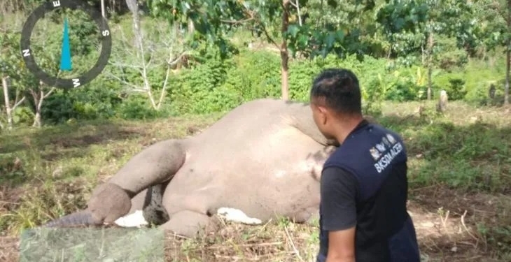 Gajah betina ditemukan mati di kawasan Karang Ampar, Kecamatan Ketol, Kabupaten Aceh Tengah, Jumat (9/6/2023). (Foto: Antara/HO-BKSDA Aceh)