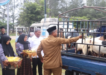 Proses penyaluran hewan kurban PT Mifa Bersaudara di Aceh Barat. (Foto untuk Alibi)