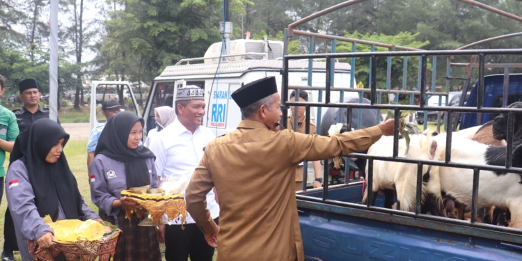 Proses penyaluran hewan kurban PT Mifa Bersaudara di Aceh Barat. (Foto untuk Alibi)