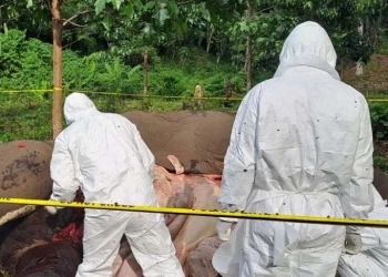 Tim BKSDA melakukan nekropsi atau bedah terhadap bangkai gajah di Karang Ampar, Kabupaten Aceh Tengah. (Foto: Antara/Do. Humas BKSDA)