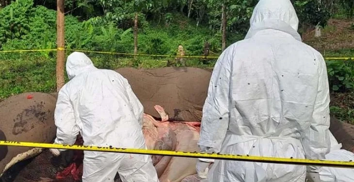 Tim BKSDA melakukan nekropsi atau bedah terhadap bangkai gajah di Karang Ampar, Kabupaten Aceh Tengah. (Foto: Antara/Do. Humas BKSDA)