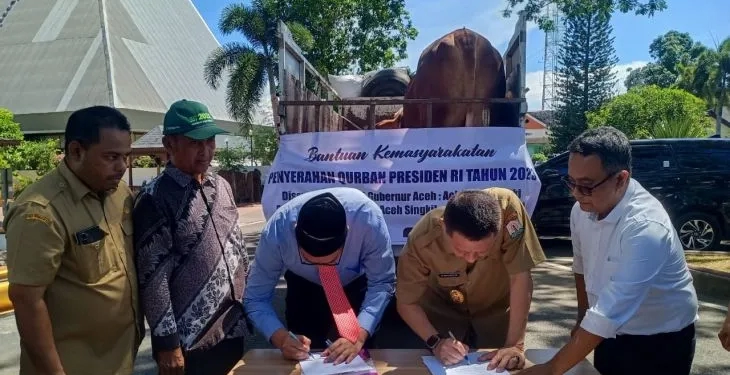 Prosesi penyerahan sapi kurban bantuan Presiden untuk Aceh yang diserahkan oleh Pj Gubernur Aceh kepada Bupati Aceh Singkil, di Banda Aceh, Senin (26/6/2023) (Foto: Antara/HO/Disnak Aceh)