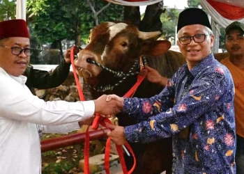 Penyerahan sapi kurban milik Wapres RI K. H. Ma’ruf Amin ke Masjid Istiqlal. (Foto: Alibi/Dok. BPMI Setwapres)