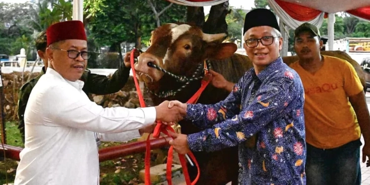 Penyerahan sapi kurban milik Wapres RI K. H. Ma’ruf Amin ke Masjid Istiqlal. (Foto: Alibi/Dok. BPMI Setwapres)
