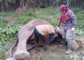 Tim BB KSDA Riau melakukan neukropsi untuk mengetahui penyebab kematian gajah di Tesso Tenggara, Pelalawan. (Foto: Antara/HO- BB KSDA Riau)