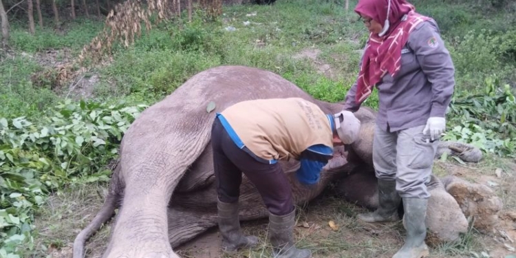 Tim BB KSDA Riau melakukan neukropsi untuk mengetahui penyebab kematian gajah di Tesso Tenggara, Pelalawan. (Foto: Antara/HO- BB KSDA Riau)