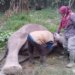 Tim BB KSDA Riau melakukan neukropsi untuk mengetahui penyebab kematian gajah di Tesso Tenggara, Pelalawan. (Foto: Antara/HO- BB KSDA Riau)