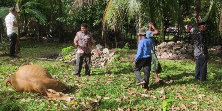 Warga melihat seekor sapi tewas diracun sindikat pencurian ternak di Gampong Biluy, Kecamatan Darul Kamal, Aceh Besar. (Foto: Alibi/Dok. Polresta Banda Aceh)