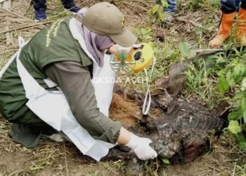 Petugas BKSDA memeriksa bangkai bayi gajah yang ditemukan di Aceh Timur, Jumat (14/7/2023). (Foto: Dok. BKSDA Aceh)