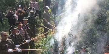 Tim gabungan memusnahkan 4,5 hektare ladang ganja di Kecamatan Sawang, Kabupaten Aceh Utara, Rabu (16/8/2023). (Foto: Dok. Antara/HO)